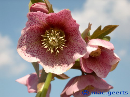 helleborus hybr